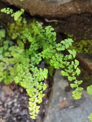 Adiantum excisum
