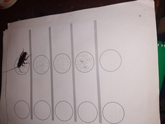 Periplaneta australasiae