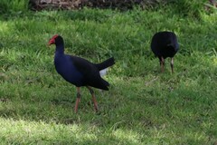 Porphyrio melanotus melanotus