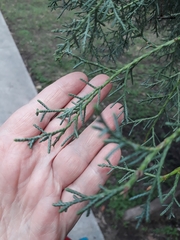 Cupressus lusitanica