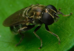 Eumerus