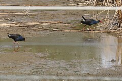 Porphyrio melanotus melanotus