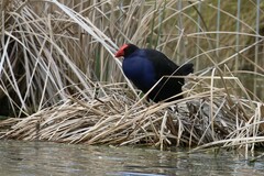 Porphyrio melanotus melanotus