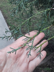 Cupressus lusitanica