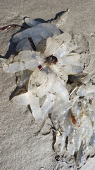 Doryteuthis opalescens