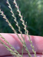 Chloris verticillata