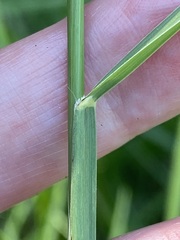 Chloris verticillata