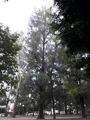 Cupressus lusitanica