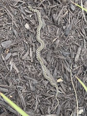Thamnophis marcianus
