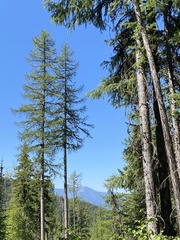 Larix occidentalis