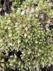 Leucobryum