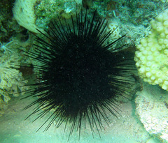 Echinothrix