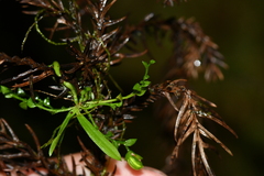 Taeniophyllum compacta