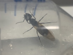 Camponotus herculeanus