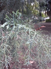 Cupressus lusitanica