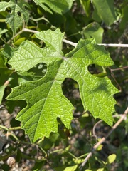 Vitis mustangensis