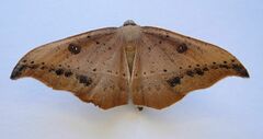 Sarisa muriferata