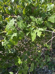 Vitis mustangensis