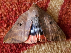 Thyas juno