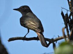 Myiarchus