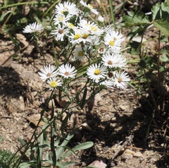 Symphyotrichum lanceolatum