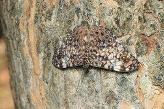 Hamadryas fornax