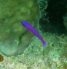 Pseudochromis fridmani