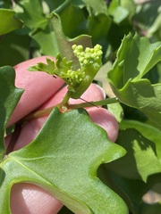 Cissus trifoliata