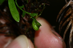 Taeniophyllum compacta