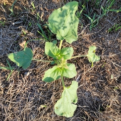 Proboscidea louisianica