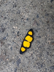 Cyllopoda jatropharia