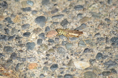 Camnula pellucida