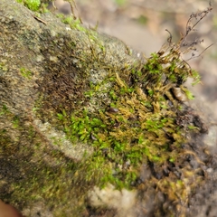 Onomeris