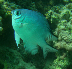 Amblyglyphidodon indicus