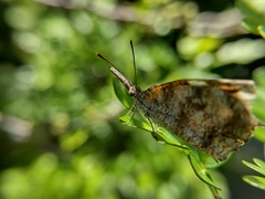 Libytheana carinenta mexicana
