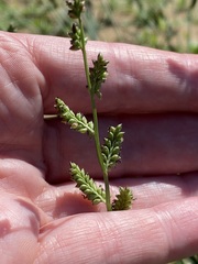 Echinochloa colona