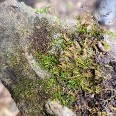 Onomeris