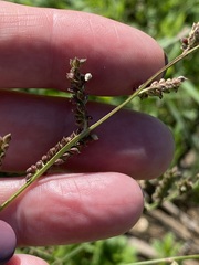 Echinochloa colona