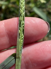 Echinochloa colona