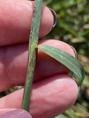 Echinochloa colona