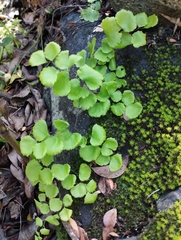 Adiantum chilense