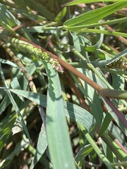 Echinochloa colona