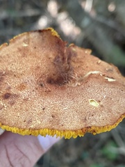 Phylloporus