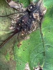 Melikaiella tumifica