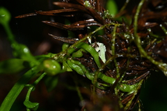 Taeniophyllum compacta