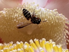 Ceratina fuliginosa