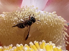 Ceratina fuliginosa