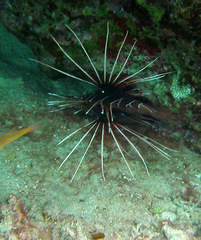 Pterois cincta