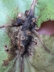 Melikaiella tumifica