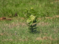 Asclepias viridis